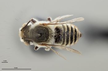 Media type: image;   Entomology 786058 Aspect: habitus dorsal view